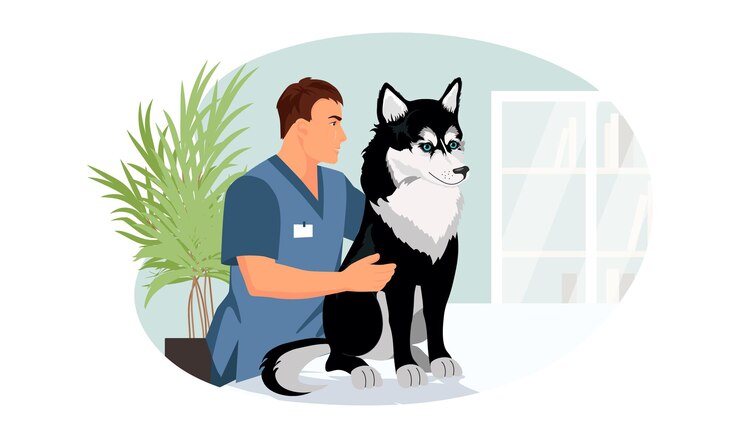 Vetor homem veterinário com cão husky cão esquimó preto com olhos azuis na consulta veterinária profissão de médico de estimação em casa é ilustração vetorial veterinária isolada no fundo branco clínica veterinária
