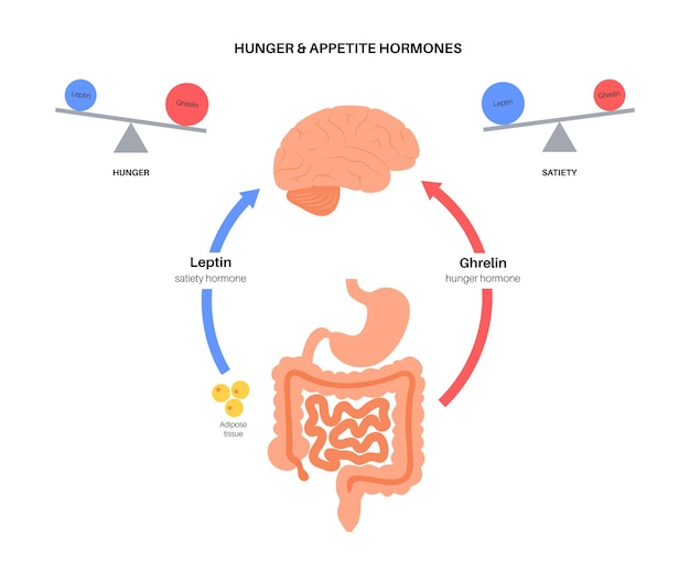 Vetor hormônios do apetite e da fome insulina grelina incretina e leptina no corpo humano