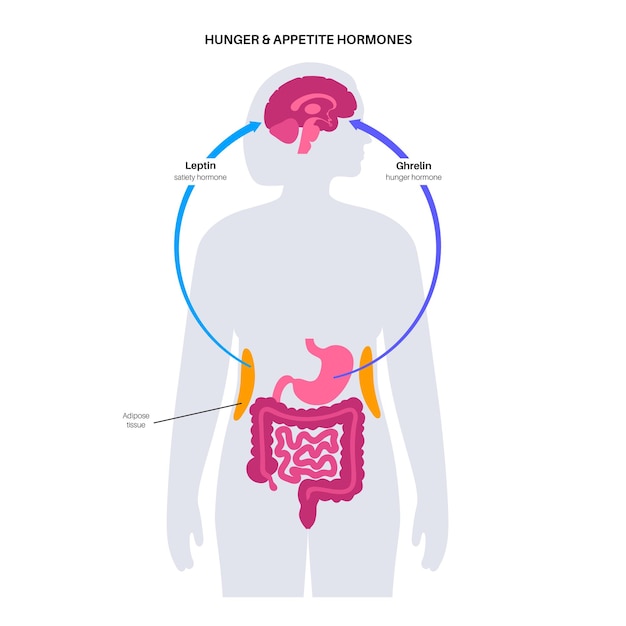 Vetor hormônios do apetite e da fome insulina grelina incretina e leptina no corpo humano