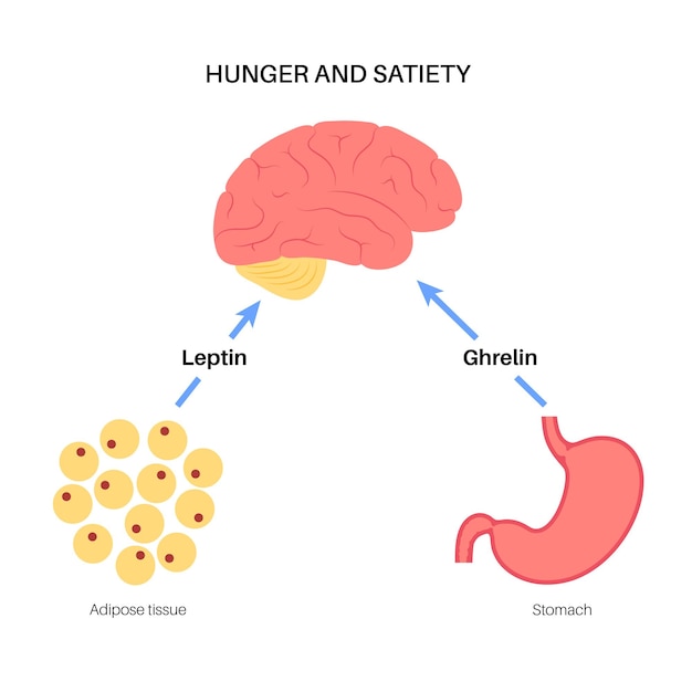 Vetor hormônios do apetite e da fome insulina grelina incretina e leptina no corpo humano