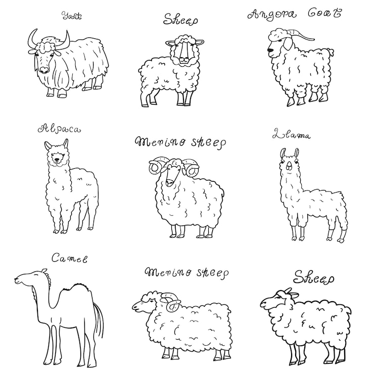 Vetor iaque, cabra angorá, camelo, ovelha merino, lhama, alpaca. conjunto de animais. ilustrações de contorno.
