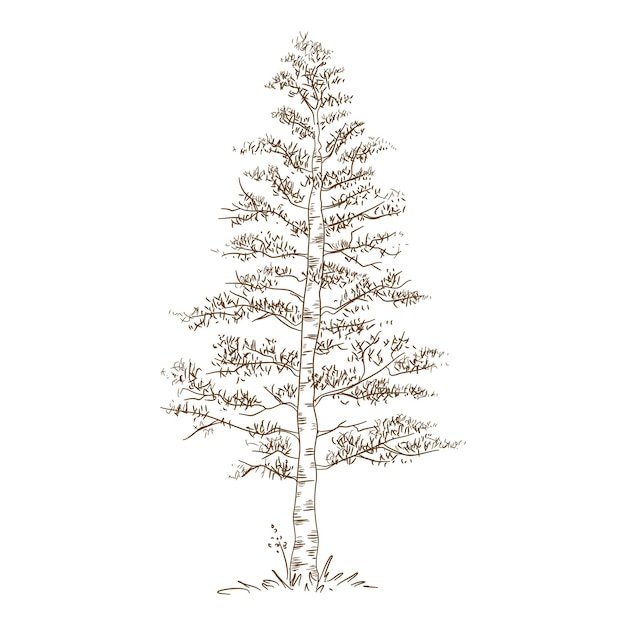 Ícone da árvore de vidoeiro do parque da cidade. ilustração desenhada à mão e esboço do ícone de vetor de árvore de vidoeiro do parque da cidade para web design