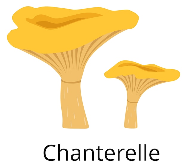 Ícone da chanterelle cogumelo dos desenhos animados símbolo da natureza do outono