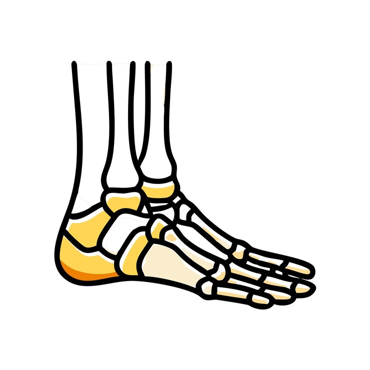 Vetor ícone de anatomia moderna do tarsal