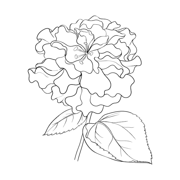 Vetor Ícone de botão de hibisco encaracolado uma grande flor é desenhada com linhas contorno