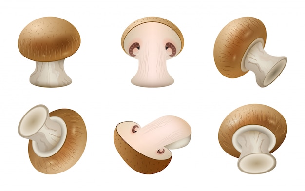 Ícone de conjunto realista de champignon. champignon cogumelo ilustração em fundo branco. cogumelo realista ícone definido.