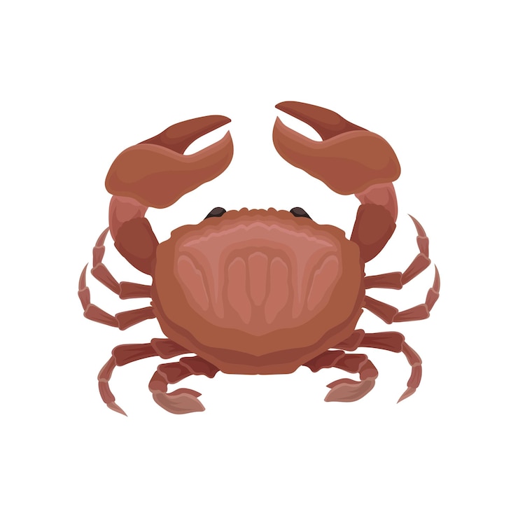 Vetor ícone de desenho animado de caranguejo vermelho criatura marinha com grandes garras tema de frutos do mar elemento gráfico para cartaz publicitário ou menu ilustração vetorial colorida em estilo plano isolada em fundo branco