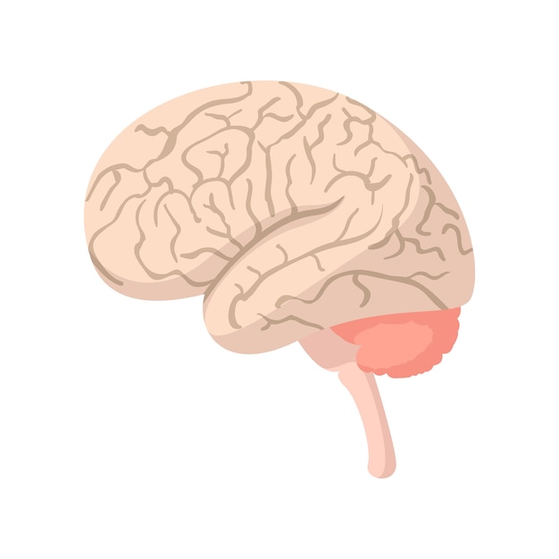 Ícones Do Desenho Do Doutor E Dos Desenhos Animados Da Medicina Ilustração  do Vetor - Ilustração de cérebro, humano: 78134530