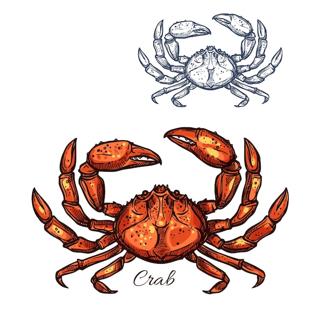 Ícone de desenho isolado de vetor de caranguejo