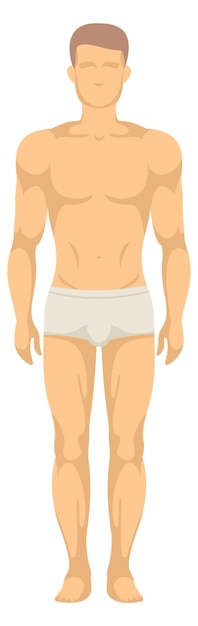 Vetor Ícone de figura masculina vista frontal do corpo humano