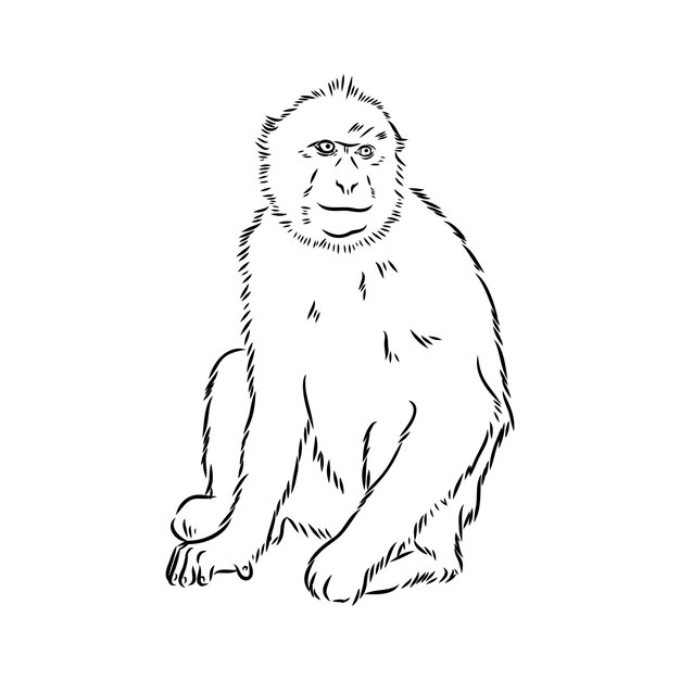 ícone Do Contorno Do Macaco Com Desenho De Uma Linha Ilustração do