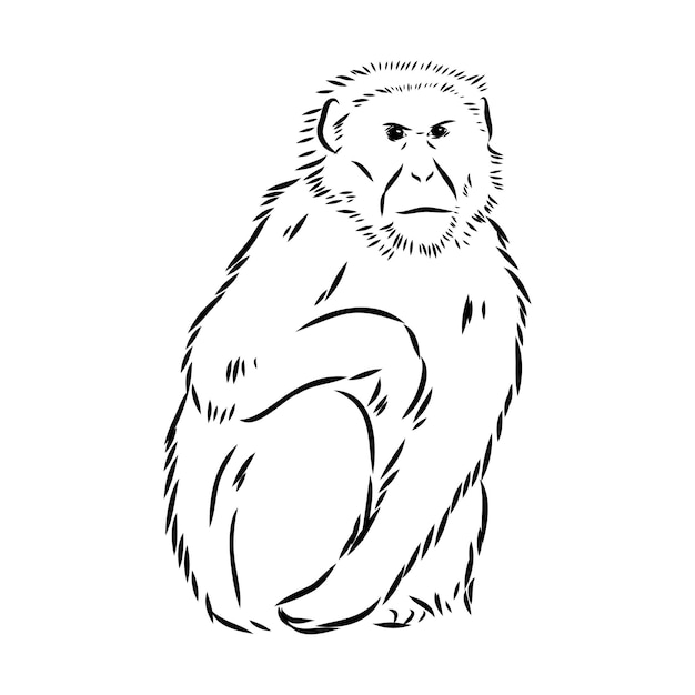 Design Plano, Selva, Macaco, Desenho Animado, Emblema, Ilustração Vetorial  Royalty Free SVG, Cliparts, Vetores, e Ilustrações Stock. Image 62293719