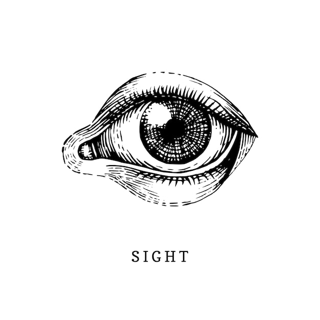 Vetor Ícone de mão desenhada do sentido de visão humana em estilo gravado. ilustração em vetor de olho do homem.
