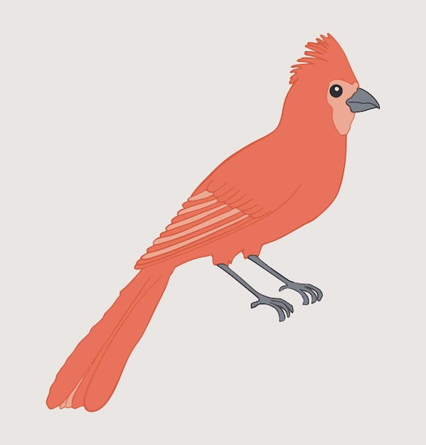 Vetor Ícone de pássaro cardinal vermelho do norte ícone de ave pequena e bonita isolada em um fundo ilustração vetorial