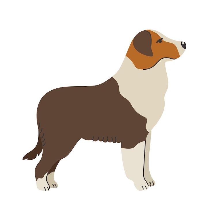Vetor ícone de pastor australiano clipart avatar logotipo ilustração isolada
