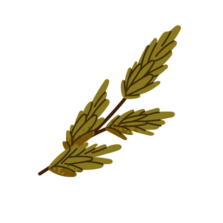 Vetor ícone de ramo de abeto ramo verde de abeto de pinheiro perene ramo fresco com agulhas de abeto abeto cedro folhas coníferas árvore de natal coníferas de holly ilustração vetorial isolada plana em branco