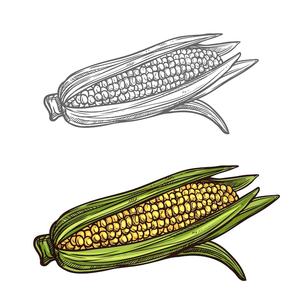 Ícone de vegetal de esboço de vetor de espiga de milho