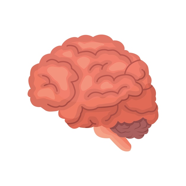 Ícone de vetor de desenho de anatomia do cérebro humano isolado