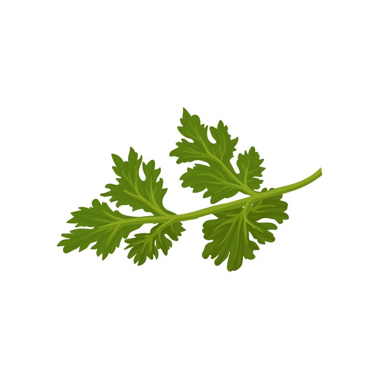 Vetor ícone de vetor plano de coentro verde fresco condimento natural erva anual usada na culinária ingrediente para pratos aromatizantes