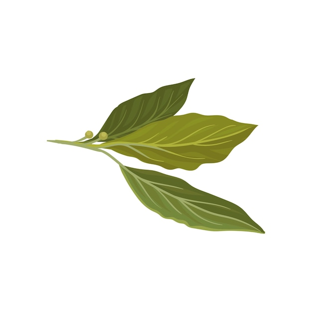 Ícone de vetor plano de folhas frescas de louro verde Erva usada em temperos aromáticos culinários para pratos