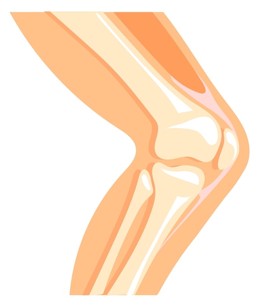 Vetor Ícone do joelho humano estrutura óssea da perna da anatomia dos desenhos animados