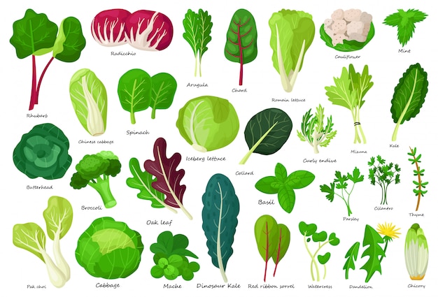 Ícone dos desenhos animados de alface vegetal