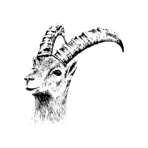 Ícone vetorial de ilustração de cabra em preto e branco
