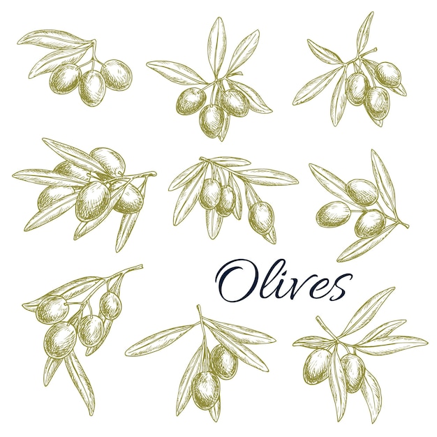 Ícones de desenho vetorial de ramos de azeitonas verdes frescas