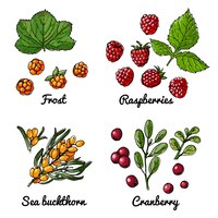 Vetor Ícones vetoriais de comida de bagas esboço colorido de produtos alimentícios cloudberry framboesa espinheiro