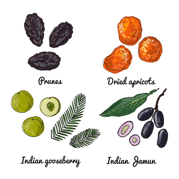 Ícones vetoriais de comida de frutas. esboço colorido de produtos alimentares. ameixas secas, damascos secos, ganso indiano