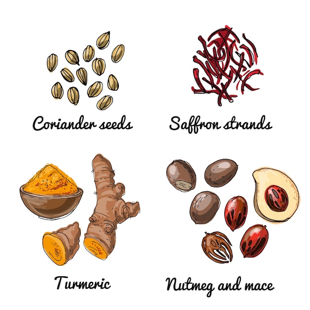 Ícones vetoriais de comida de frutas. esboço colorido de produtos alimentares. sementes de coentro, fios de açafrão