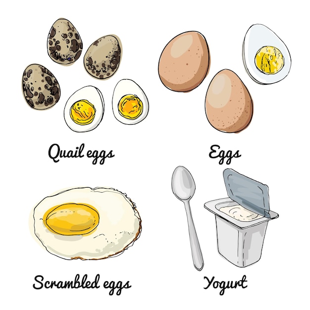 Vetor Ícones vetoriais de comida esboço colorido de produtos alimentícios ovos ovos de codorna ovos mexidos iogurte