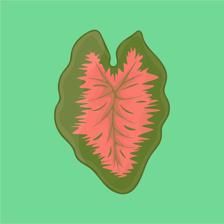 Vetor illustration of green leaves of caladium plant which are green and pink in color which are beautiful