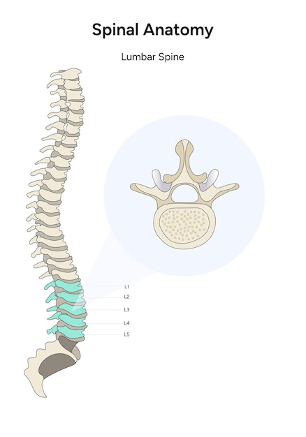 Vetor ilustra??o da anatomia da coluna vertebral humana nas costas lombares