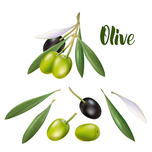 Ilustração 3D realista de ramo de oliveira para cartazes publicitários, cartões postais, etiquetas