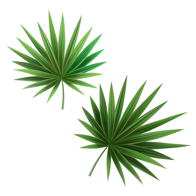 Ilustração 3D realista. Folhas de palmeira, isoladas no fundo branco.