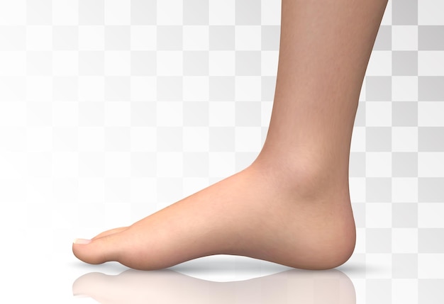 Ilustração 3d vetor volume do pé saúde e seleção de sapatos