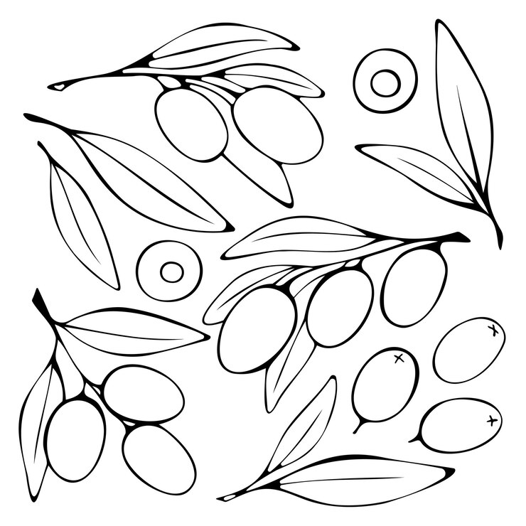Vetor ilustração a preto e branco de um conjunto de azeitonas e galhos com folhas em estilo doodle desenhadas à mão