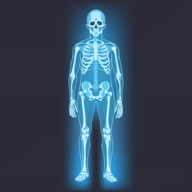 Vetor ilustração anatômica de esqueleto humano vetorial