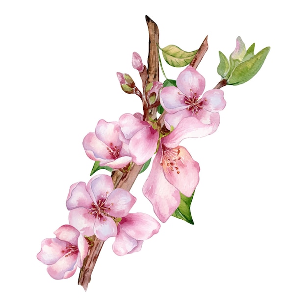 Vetor ilustração aquarela com flores cor de rosa de pessegueiro isoladas em flor branca árvore frutífera flor branca pintura à mão elemento de design para convite de casamento pacote de cartão de embrulho têxtil