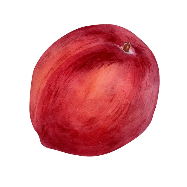 Vetor ilustração aquarela de pêssego vermelho inteiro fresco isolada em nectarina de fruta laranja desenhada à mão branca