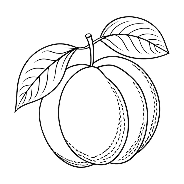 Ilustração artística de linha de frutas de damasco em preto e branco