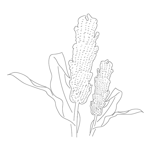 Ilustração artística de linha de sorgo desenhada à mão