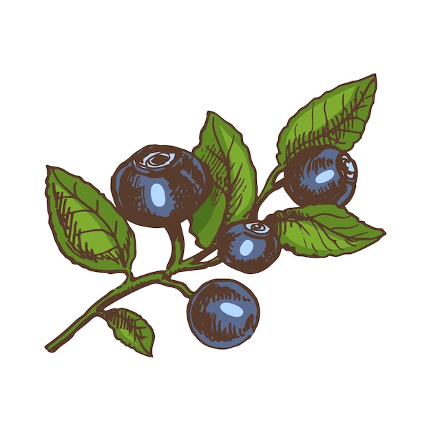 Ilustração botânica colorida desenhada à mão vetorial de ramo de mirtilo Esboço de bagas da floresta em estilo de gravação Ilustração vintage
