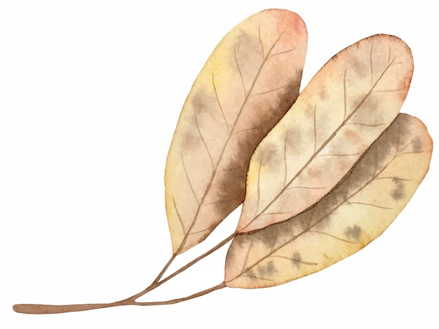 Ilustração botânica em vetor de aquarela de folha de outono