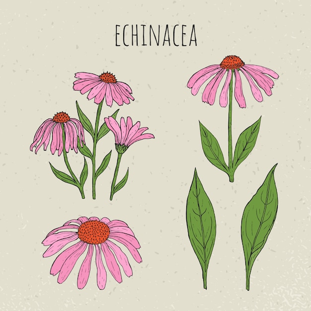 Ilustração botânica médica de echinacea. planta, flores, folhas conjunto mão desenhada.