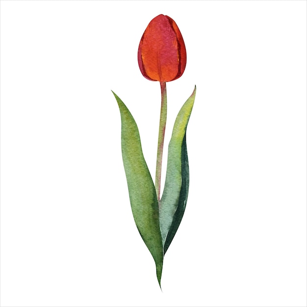 Ilustração botânica vetorial de aquarela desenhada à mão de tulipa vermelha elegante isolada em um fundo branco