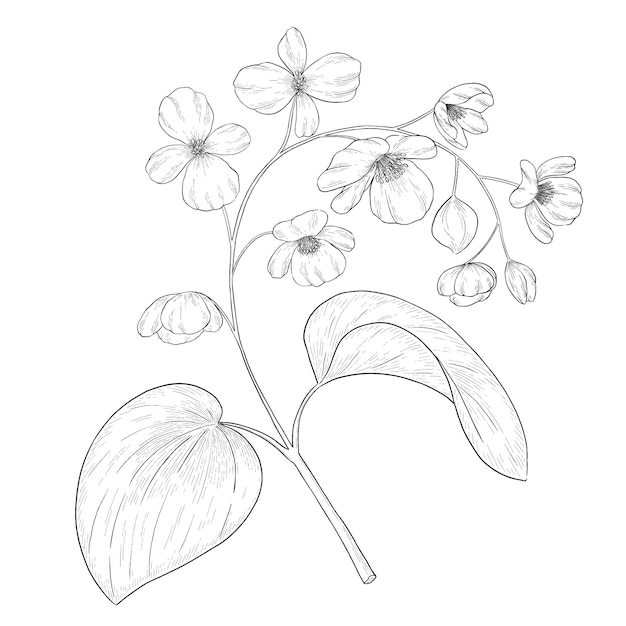 Ilustração botânica vetorial de contorno de begônia