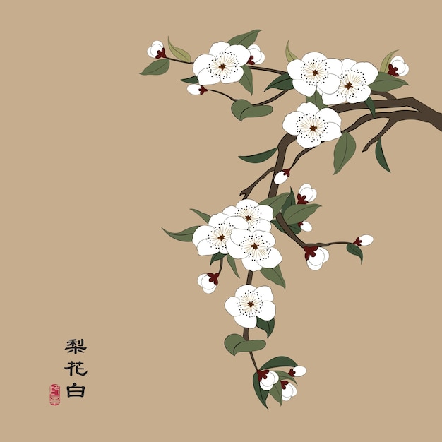 Ilustração chinesa retro colorida com flor de pêra branca