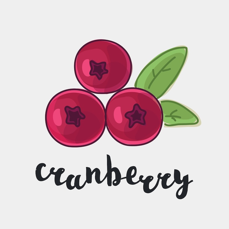Vetor ilustração colorida de cranberry com tinta e nome escrito à mão em inglês em fundo branco isolado